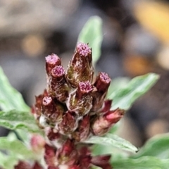 Gamochaeta calviceps (Narrowleaf Purple Everlasting) at Endeavour Reserve (Bombala) - 21 Oct 2022 by trevorpreston