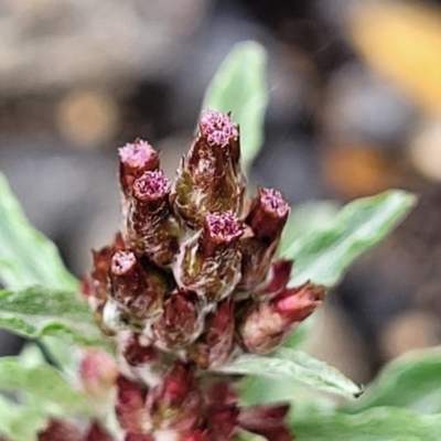 Gamochaeta calviceps (Narrowleaf Purple Everlasting) at Bombala, NSW - 22 Oct 2022 by trevorpreston