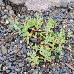 Gamochaeta calviceps at Bombala, NSW - 22 Oct 2022