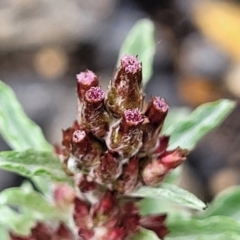 Gamochaeta calviceps at Bombala, NSW - 22 Oct 2022