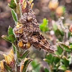 Acrididae sp. (family) (Unidentified Grasshopper) at Endeavour Reserve (Bombala) - 21 Oct 2022 by trevorpreston