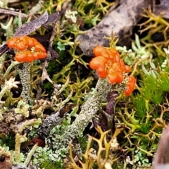 Cladonia sp. (genus) (Cup Lichen) at Bombala, NSW - 22 Oct 2022 by trevorpreston