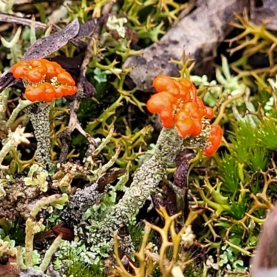 Cladonia sp. (genus) (Cup Lichen) at Bombala, NSW - 21 Oct 2022 by trevorpreston