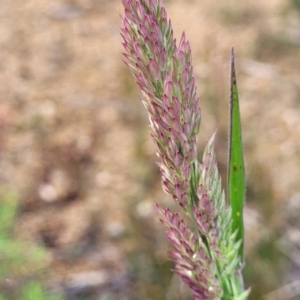 Holcus lanatus at Bombala, NSW - 22 Oct 2022