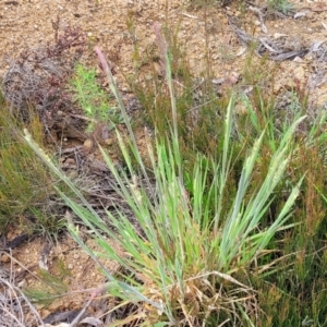 Holcus lanatus at Bombala, NSW - 22 Oct 2022