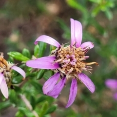 Olearia iodochroa (Violet Daisy-bush) at Bombala, NSW - 21 Oct 2022 by trevorpreston