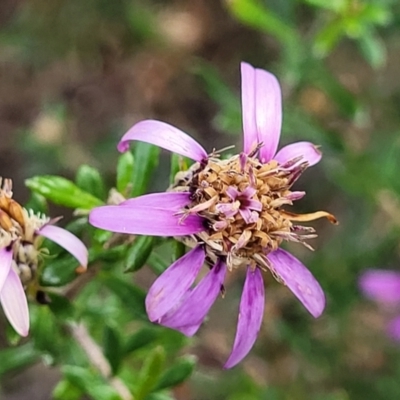 Olearia iodochroa (Violet Daisy-bush) at Bombala, NSW - 22 Oct 2022 by trevorpreston