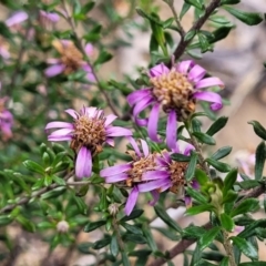 Olearia iodochroa at Bombala, NSW - 22 Oct 2022