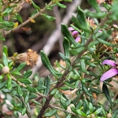 Olearia iodochroa at Bombala, NSW - 22 Oct 2022