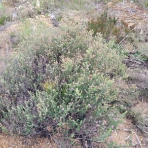 Olearia iodochroa at Bombala, NSW - 22 Oct 2022