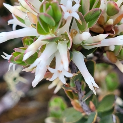 Brachyloma daphnoides (Daphne Heath) at Endeavour Reserve (Bombala) - 21 Oct 2022 by trevorpreston