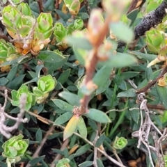 Brachyloma daphnoides at Bombala, NSW - 22 Oct 2022