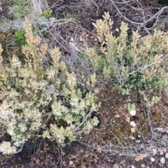 Brachyloma daphnoides at Bombala, NSW - 22 Oct 2022