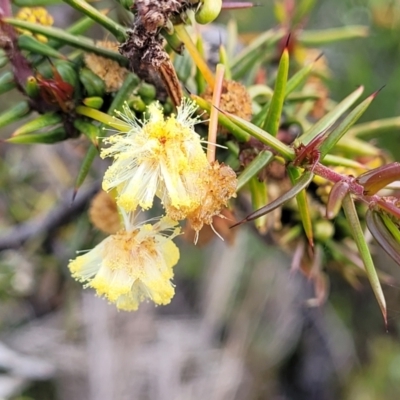 Acacia ulicifolia (Prickly Moses) at Endeavour Reserve (Bombala) - 21 Oct 2022 by trevorpreston