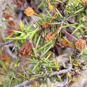 Acacia ulicifolia at Bombala, NSW - 22 Oct 2022