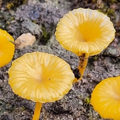 Lichenomphalia chromacea (Yellow Navel) at Bombala, NSW - 22 Oct 2022 by trevorpreston