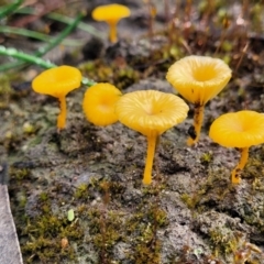 Lichenomphalia chromacea at Bombala, NSW - 22 Oct 2022