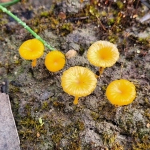 Lichenomphalia chromacea at Bombala, NSW - 22 Oct 2022