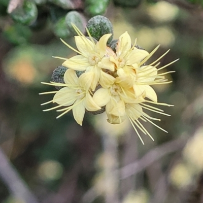 Phebalium squamulosum subsp. ozothamnoides (Alpine Phebalium, Scaly Phebalium) at Bombala, NSW - 21 Oct 2022 by trevorpreston