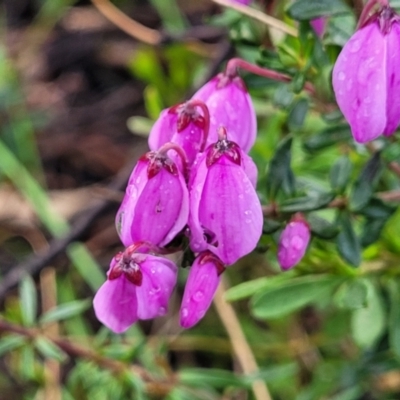 Tetratheca bauerifolia (Heath Pink-bells) at Bombala, NSW - 22 Oct 2022 by trevorpreston