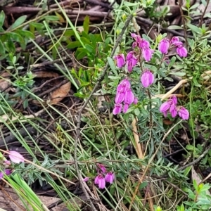 Tetratheca bauerifolia at Bombala, NSW - 22 Oct 2022