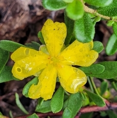 Hibbertia obtusifolia (Grey Guinea-flower) at Bombala, NSW - 22 Oct 2022 by trevorpreston