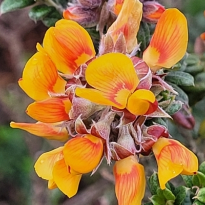 Oxylobium ellipticum (Common Shaggy Pea) at Bombala, NSW - 22 Oct 2022 by trevorpreston