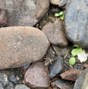 Pisauridae (family) at Rendezvous Creek, ACT - 20 Mar 2021 02:04 PM