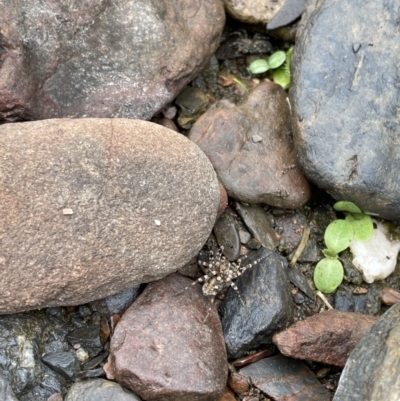 Pisauridae (family) (Water spider) at Rendezvous Creek, ACT - 20 Mar 2021 by JimL