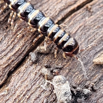 Paradoxosomatidae sp. (family) (Millipede) at Bombala, NSW - 21 Oct 2022 by trevorpreston