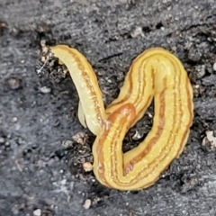 Caenoplana sulphurea (A Flatworm) at Bombala, NSW - 21 Oct 2022 by trevorpreston