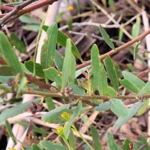 Daviesia mimosoides subsp. mimosoides at Bombala, NSW - 22 Oct 2022 08:29 AM