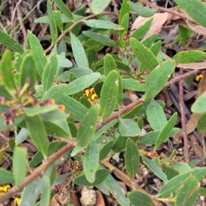 Daviesia mimosoides subsp. mimosoides at Bombala, NSW - 22 Oct 2022 08:29 AM