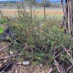 Daviesia mimosoides subsp. mimosoides at Bombala, NSW - 22 Oct 2022 08:29 AM