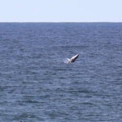 Megaptera novaeangliae (Humpback Whale) at Kiama, NSW - 3 Oct 2022 by JimL