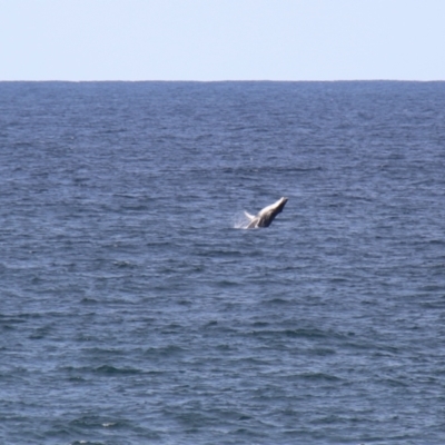 Megaptera novaeangliae (Humpback Whale) at Kiama, NSW - 3 Oct 2022 by JimL