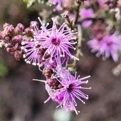 Kunzea parvifolia (Violet Kunzea) at Bombala, NSW - 22 Oct 2022 by trevorpreston