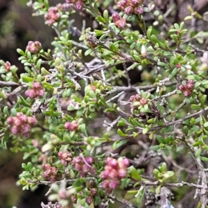 Kunzea parvifolia at Bombala, NSW - 22 Oct 2022