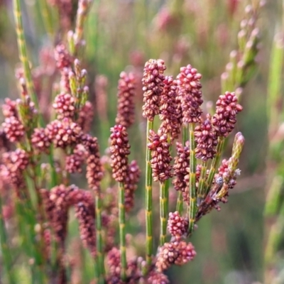 Allocasuarina nana (Dwarf She-oak) at Bombala, NSW - 22 Oct 2022 by trevorpreston