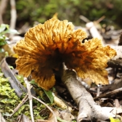 Unidentified Fungus at Jamberoo, NSW - 3 Oct 2022 by JimL