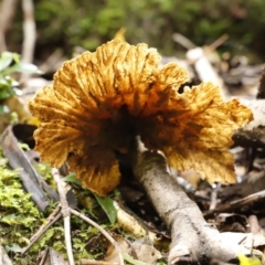 Unverified Fungus at Jamberoo, NSW - 3 Oct 2022 by JimL