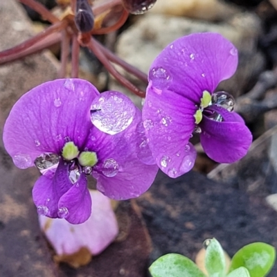 Hardenbergia violacea (False Sarsaparilla) at Bombala, NSW - 22 Oct 2022 by trevorpreston