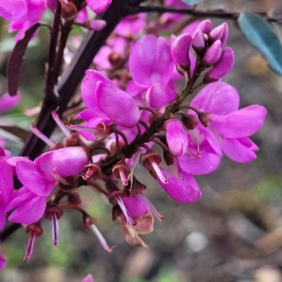 Indigofera australis subsp. australis (Australian Indigo) at Bombala, NSW - 21 Oct 2022 by trevorpreston