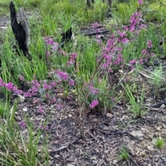 Indigofera australis subsp. australis at Bombala, NSW - 22 Oct 2022