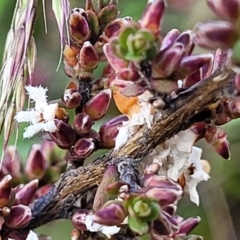Leucopogon attenuatus (Small-leaved Beard Heath) at Endeavour Reserve (Bombala) - 21 Oct 2022 by trevorpreston