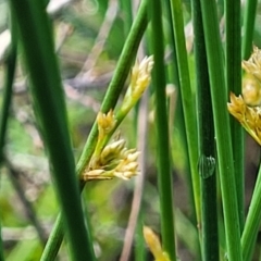 Juncus sp. (A Rush) at Bombala, NSW - 22 Oct 2022 by trevorpreston