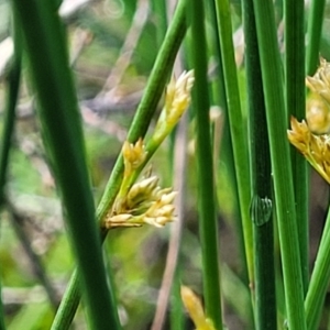 Juncus sp. at Bombala, NSW - 22 Oct 2022