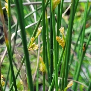 Juncus sp. at Bombala, NSW - 22 Oct 2022