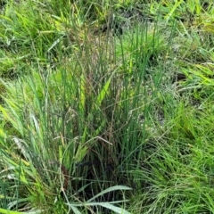 Juncus sp. at Bombala, NSW - 22 Oct 2022