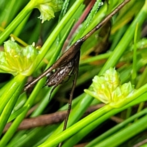 Isolepis inundata at Endeavour Reserve (Bombala) - 22 Oct 2022